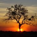 Coucher du soleil sur la savane